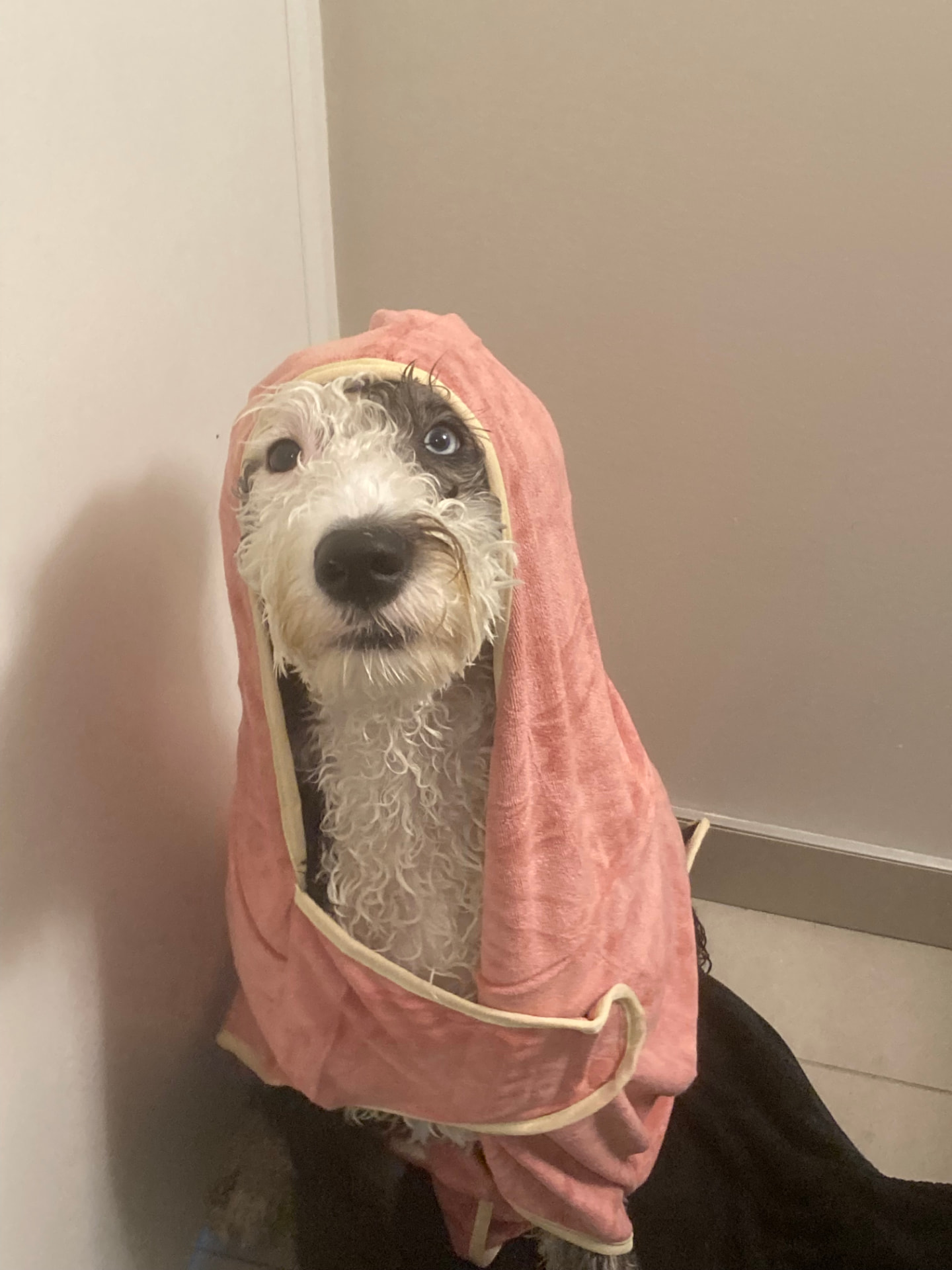 Ellie snug in a pink hooded towel