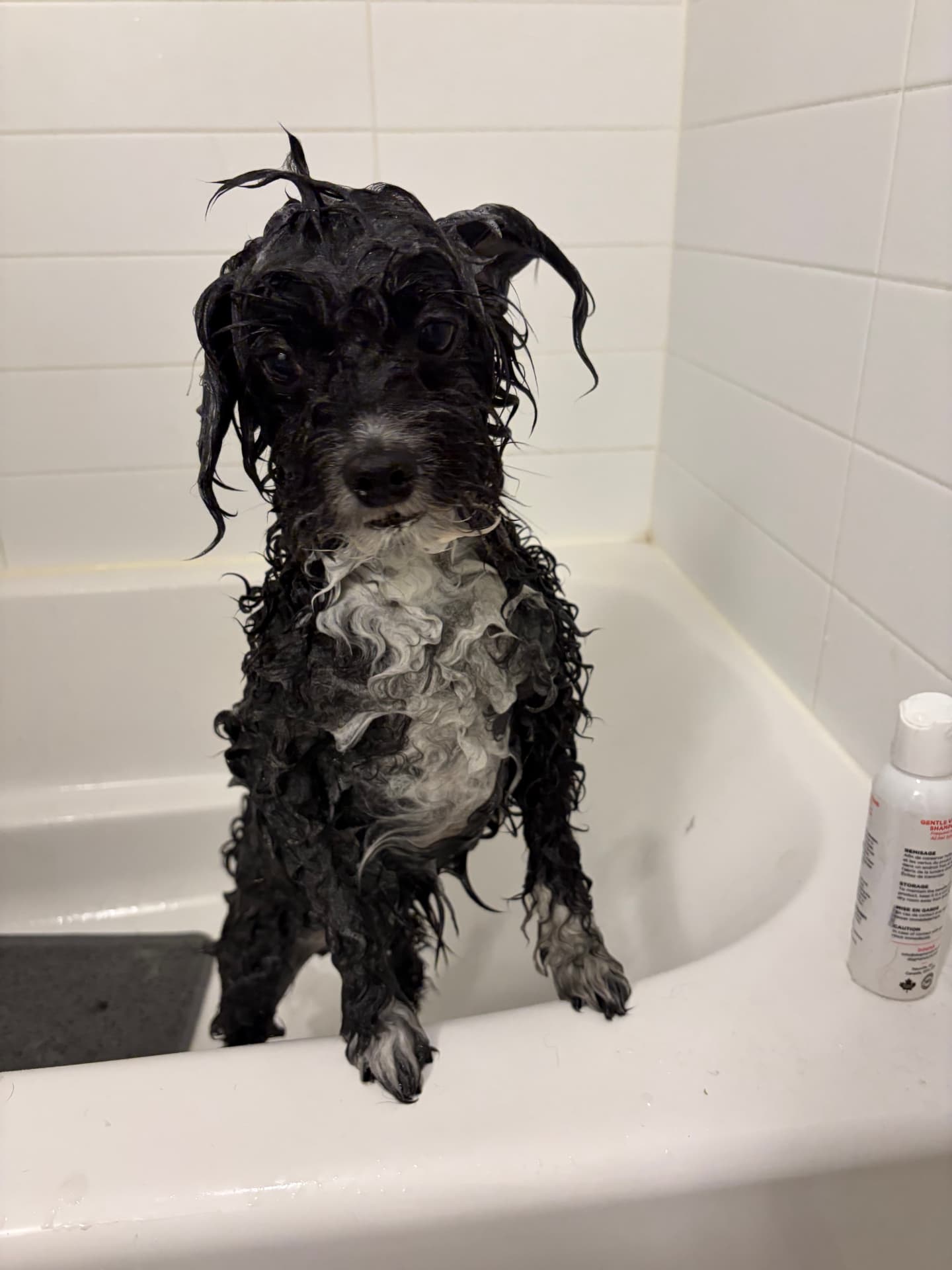 Billy, a black curly pup mid-bath