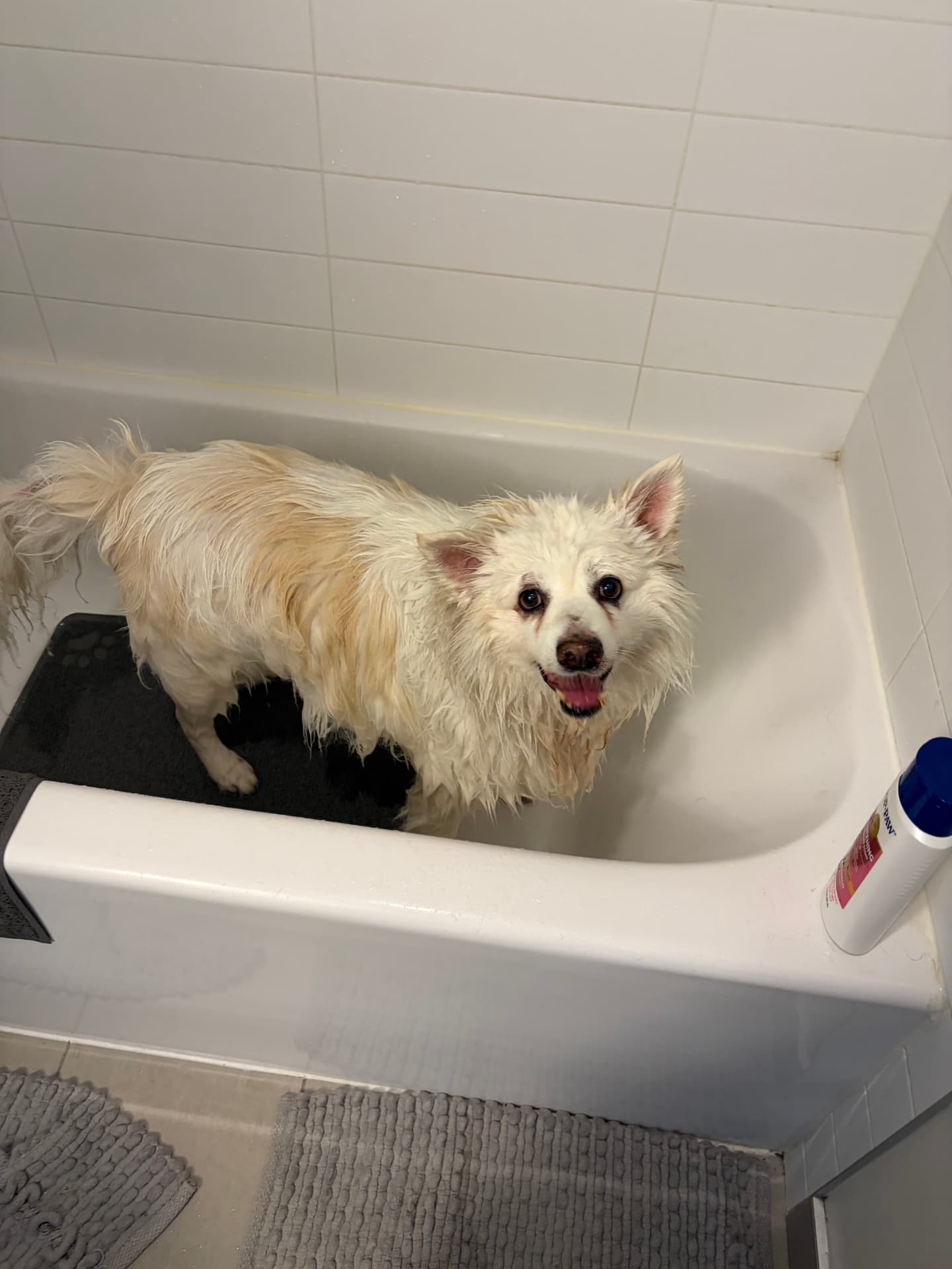 Kaos, a fluffy cream dog in the tub