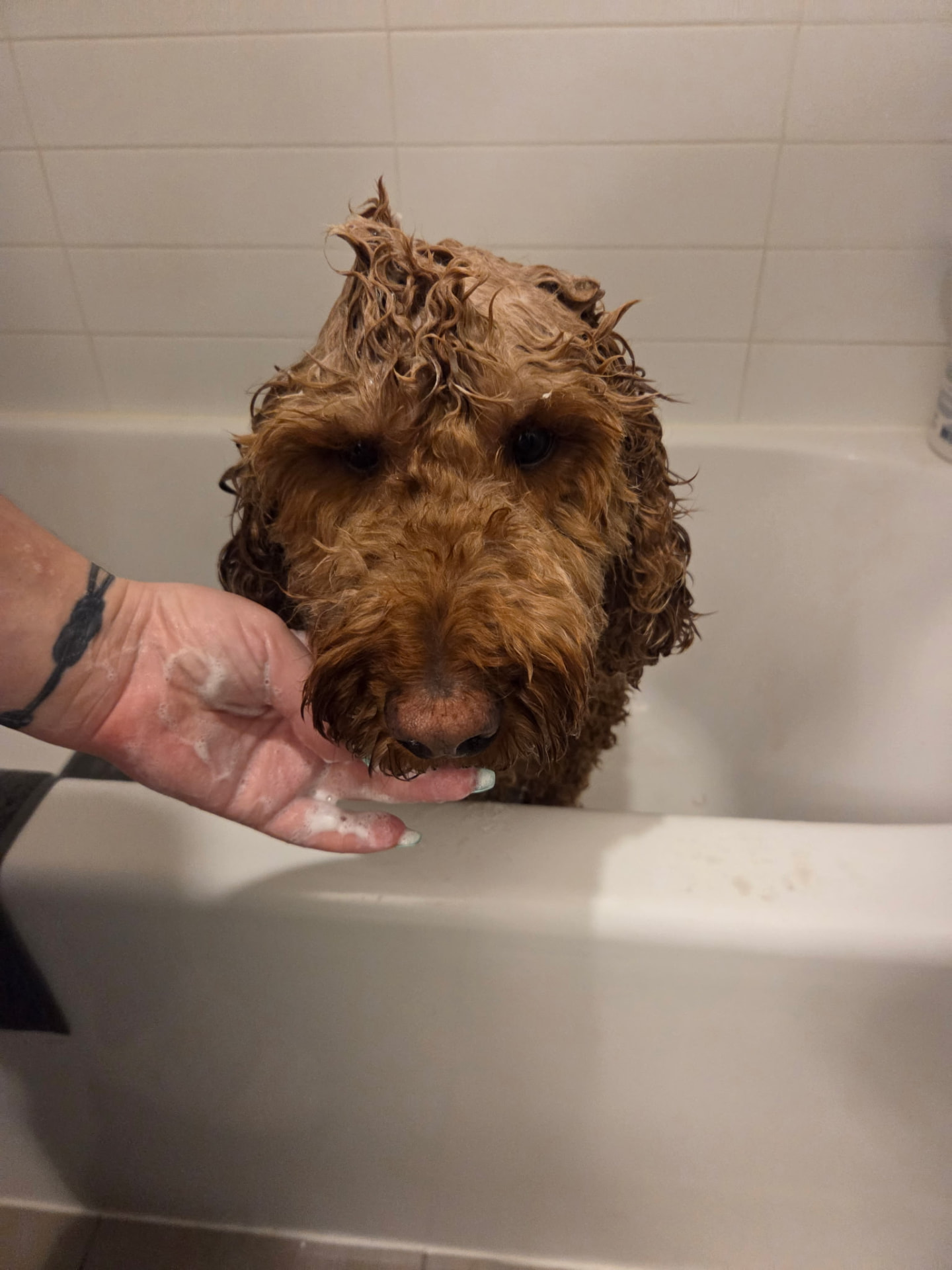 Hunter, a red doodle getting shampooed