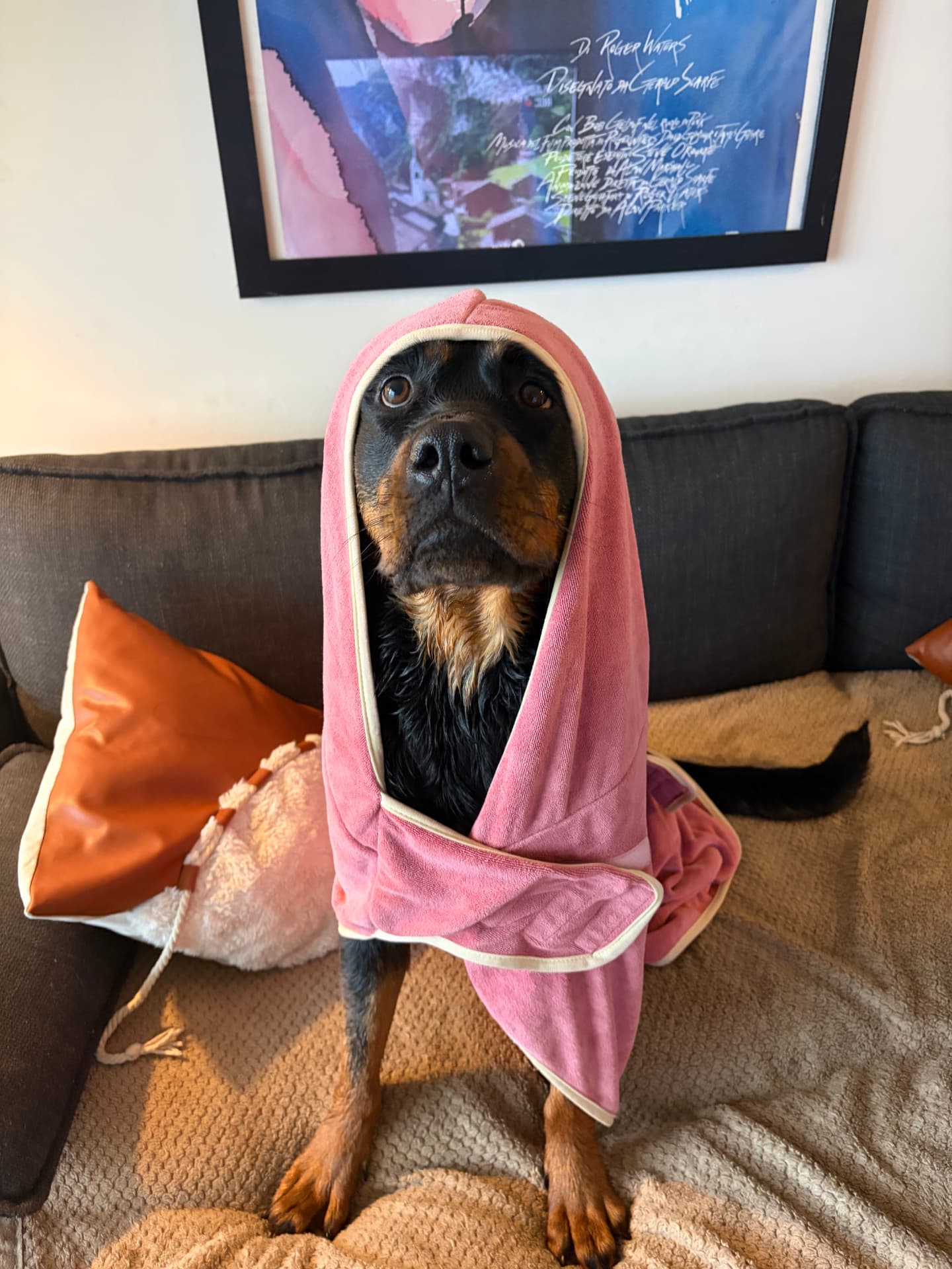 Boogers wrapped in a pink grooming towel